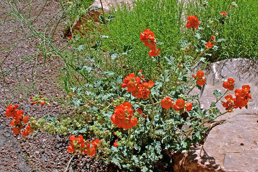 Apricot Mallow at Eagle Point in Grand Canyon West, Arizona Photograph by Ruth Hager