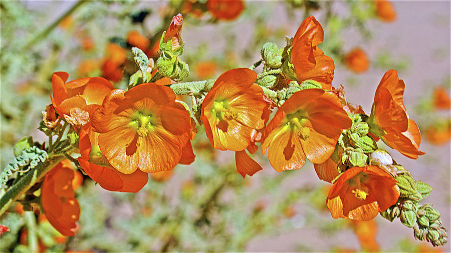 Apricot Mallow in La Cholla on Rocky Point-Mexico  Photograph by Ruth Hager
