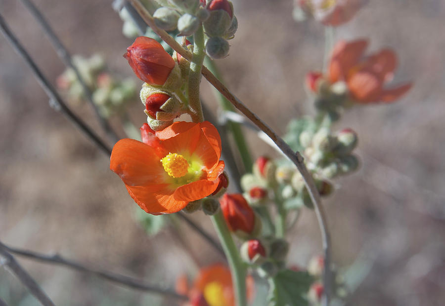 Apricot Mallow  Photograph by Rick Mosher