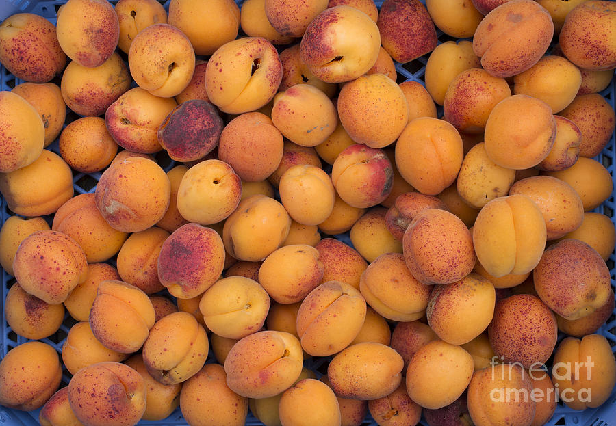 Fruit Photograph - Apricot Moorpark Harvest by Tim Gainey