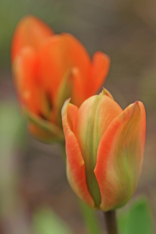 Tulips Photograph - Apricot Orange Beauty by Debbie Oppermann.
