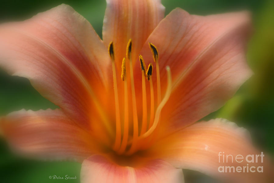 Flower Photograph - Apricot Petals by Debra Straub