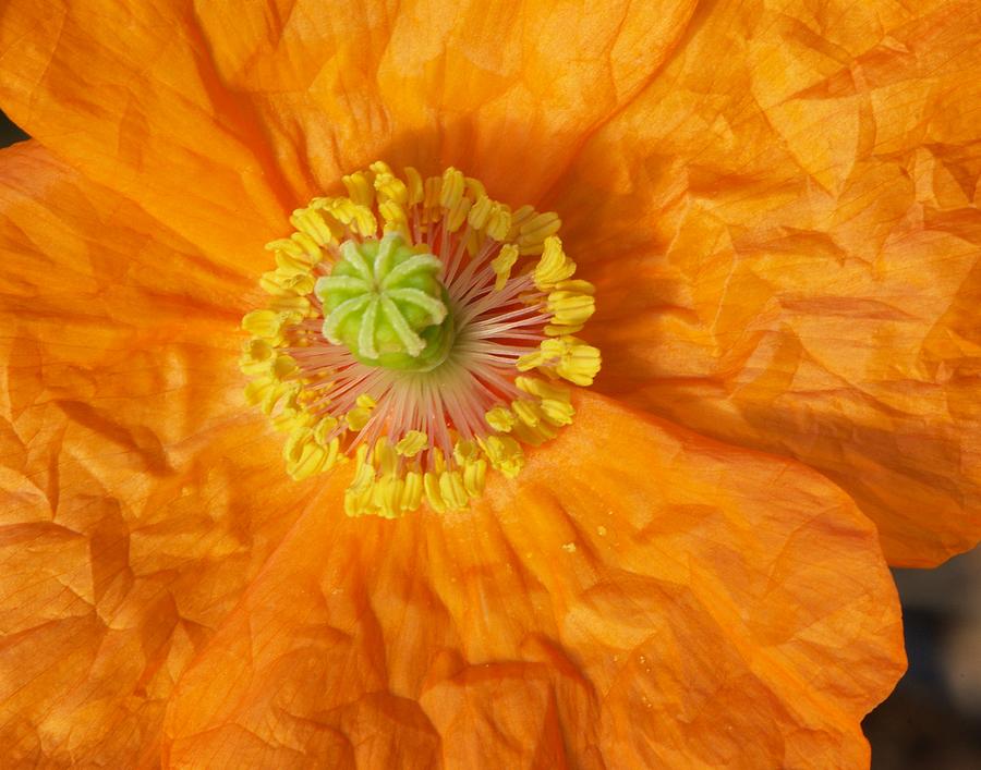 Apricot Poppy Photograph by Frank Goss