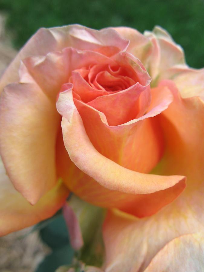 Apricot Rose Photograph by Carol Sweetwood