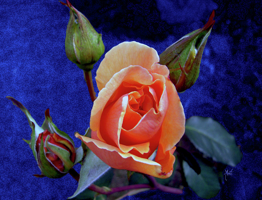 Apricot Rose Photograph
