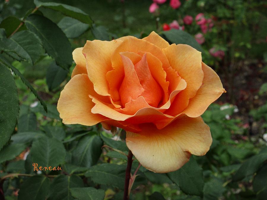 Apricot Rose Photograph by A L Sadie Reneau
