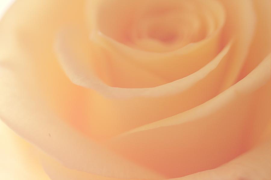 Apricot rose Photograph by The Art Of Marilyn Ridoutt-Greene