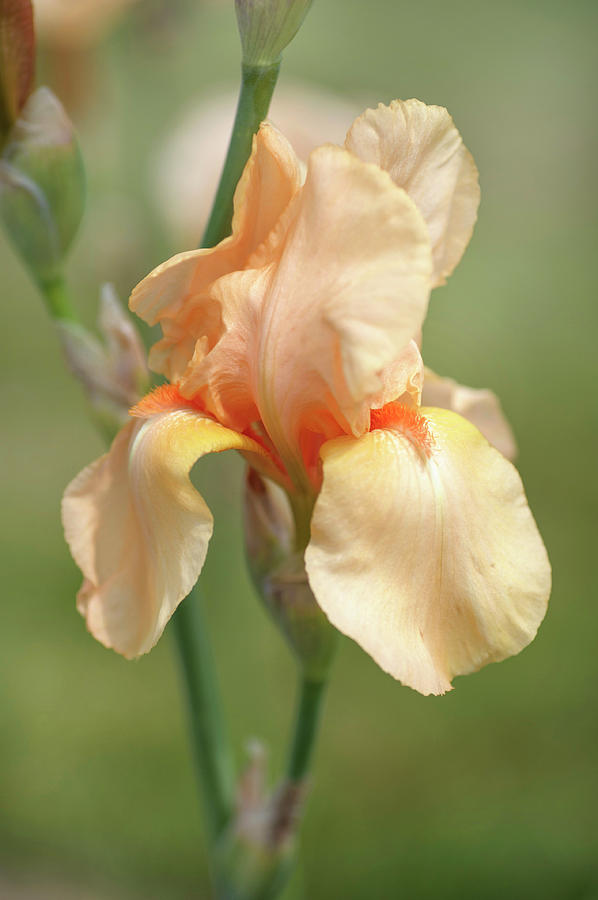 Apricot Supreme. The Beauty of Irises Photograph by Jenny Rainbow