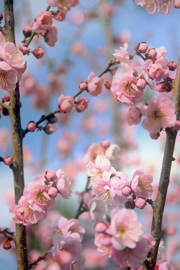 Apricot Tree Blossoms Photograph by Jessica Jenney