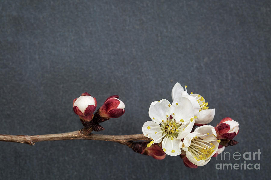 Apricot Tree Flower On Stone Photograph by Marek Uliasz
