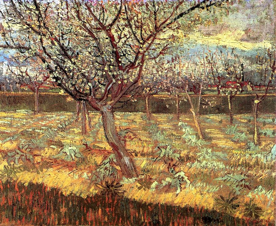 Apricot Trees in Blossom Painting by Celestial Images