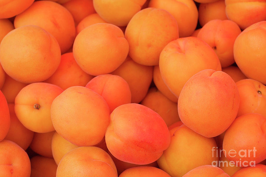 Apricots Photograph by Bruce Block