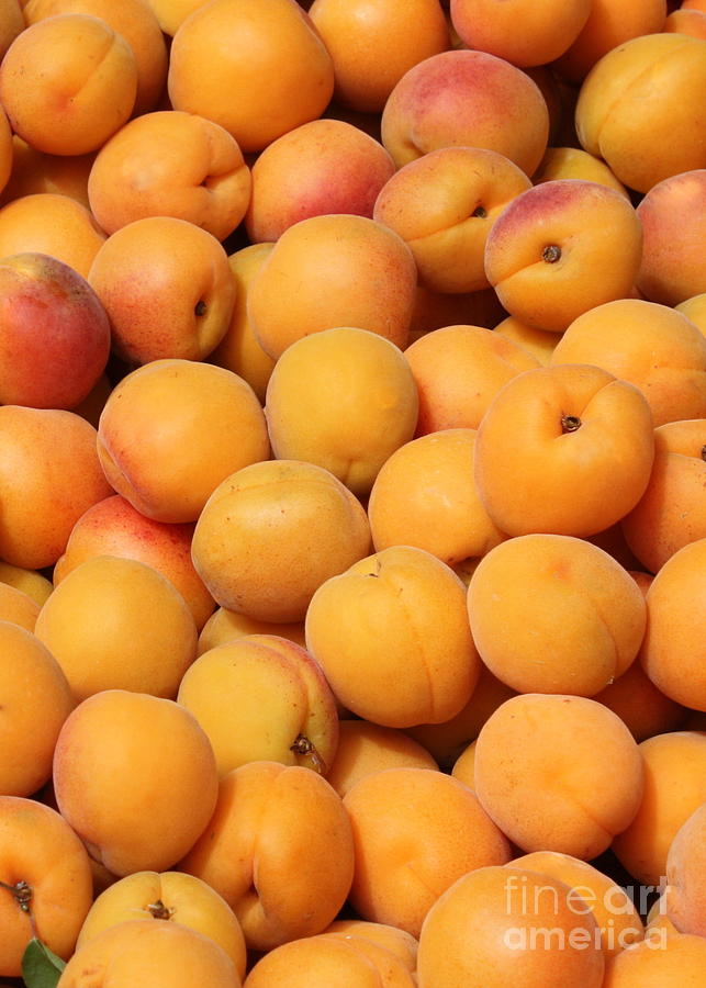 Apricots Photograph by Carol Groenen
