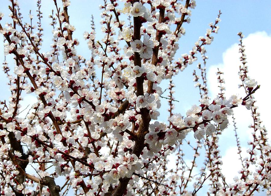 April Apricot Blossoms Photograph By Will Borden
