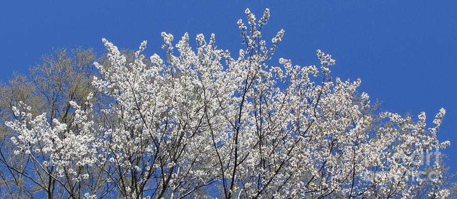 April Arbor Blooms Photograph by Joshua Bales