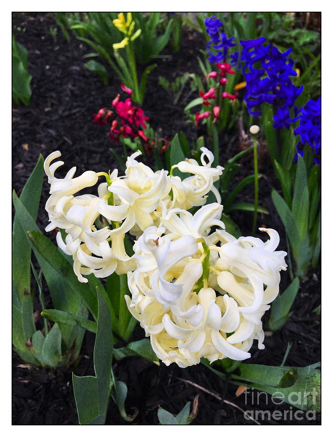 April Beauty by Leslie Hunziker April Beauty by Leslie Hunziker