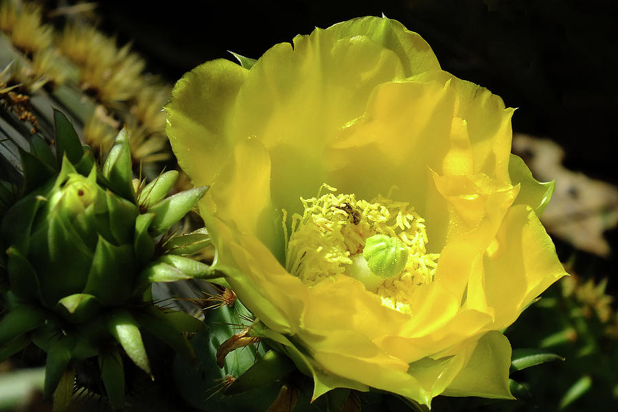 Nature Photograph - April Cactus Flower by Bill Morgenstern