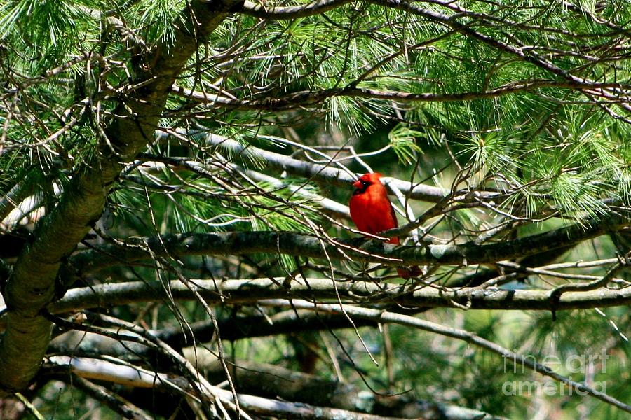 April Cardinal Photograph by Barbara S Nickerson