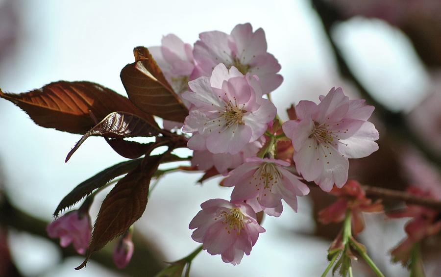 April Cherry blossoms 2 Photograph by Frank Larkin