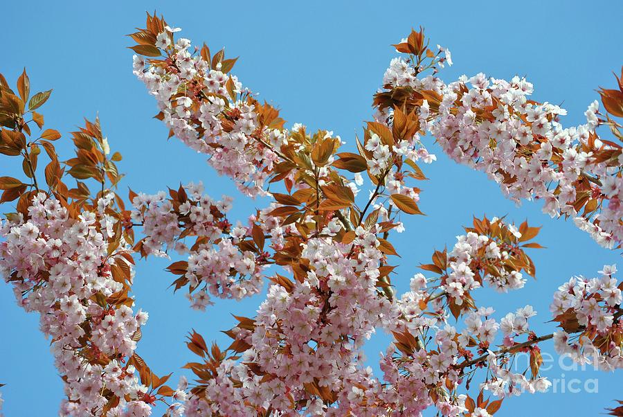 April Cherry blossoms Photograph by Frank Larkin