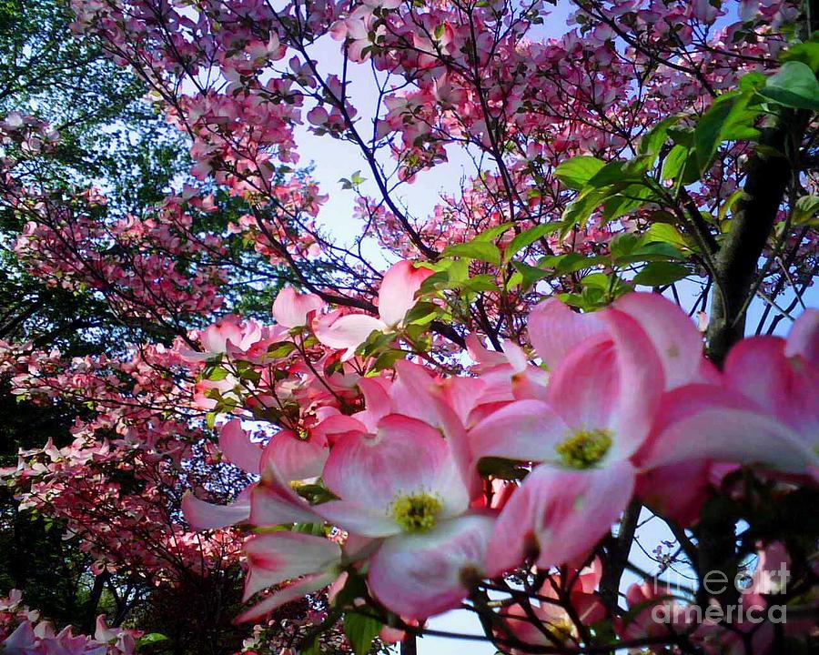 April Dogwood Photograph by Colleen Kammerer