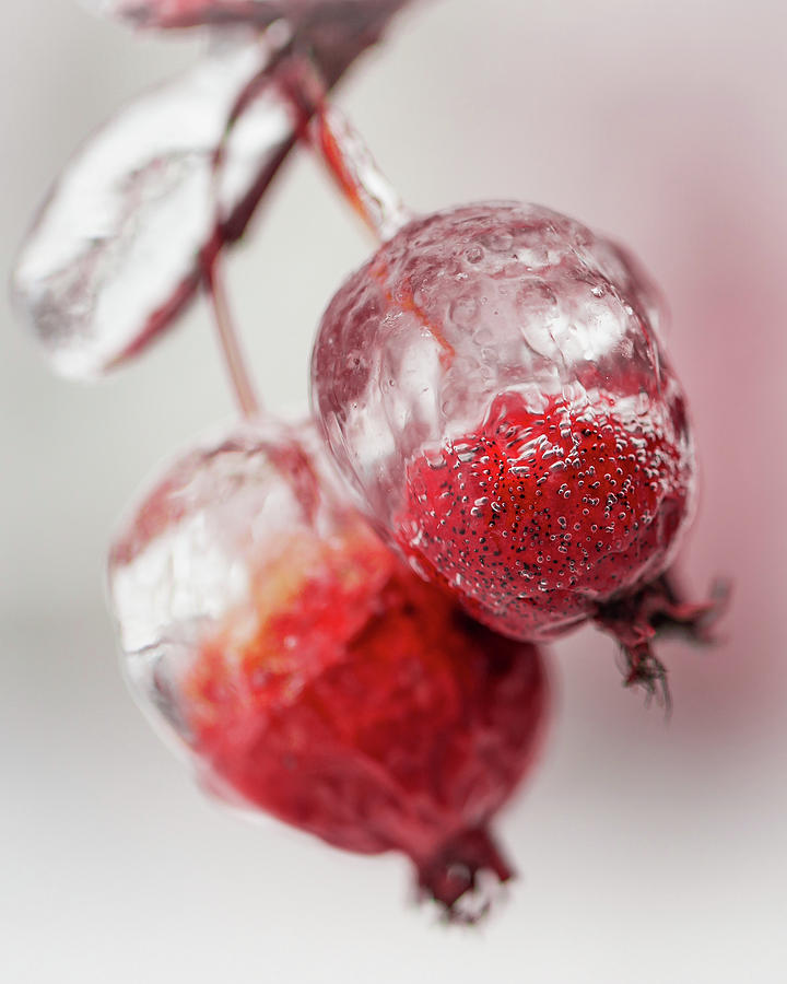 April Ice Storm Apples Photograph by Jakub Sisak