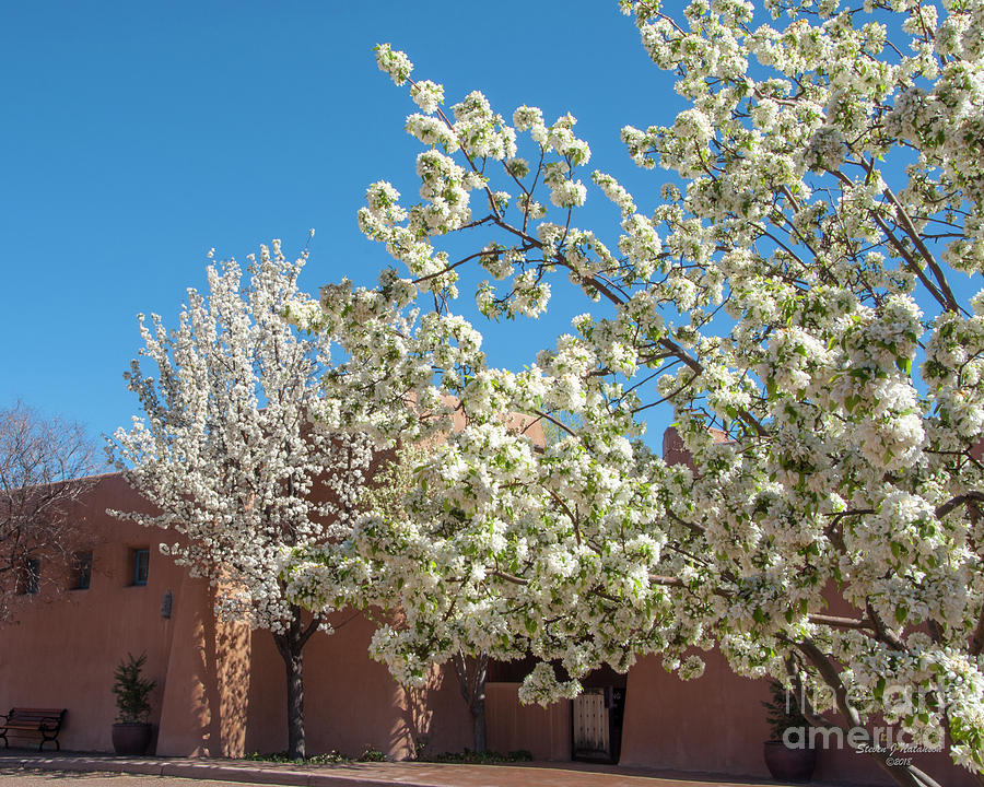 April in Santa Fe Photograph by Steven Natanson