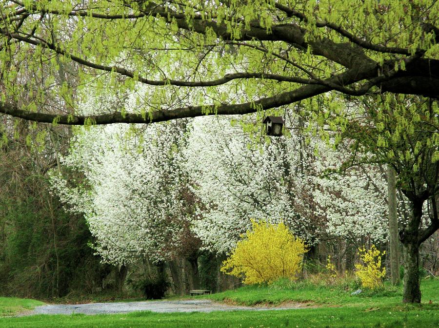 April in Virginia Photograph by Joyce Kimble Smith
