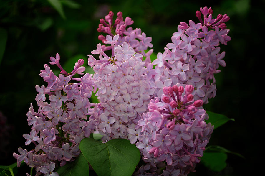 Spring Photograph - April Lilacs by Tikvahs Hope