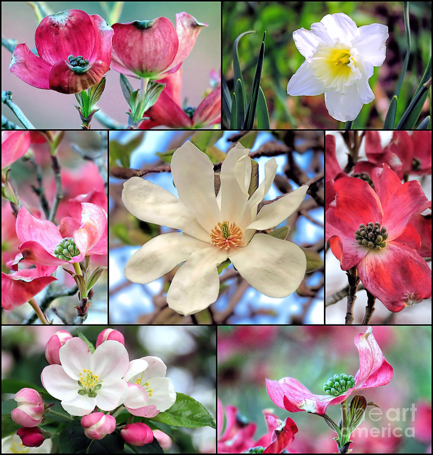 April May Blossoms Collage  Photograph by Janice Drew