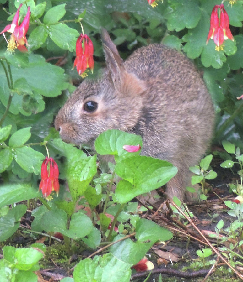 April Rabbit and Columbine by Peg Toliver April Rabbit and Columbine by Peg Toliver