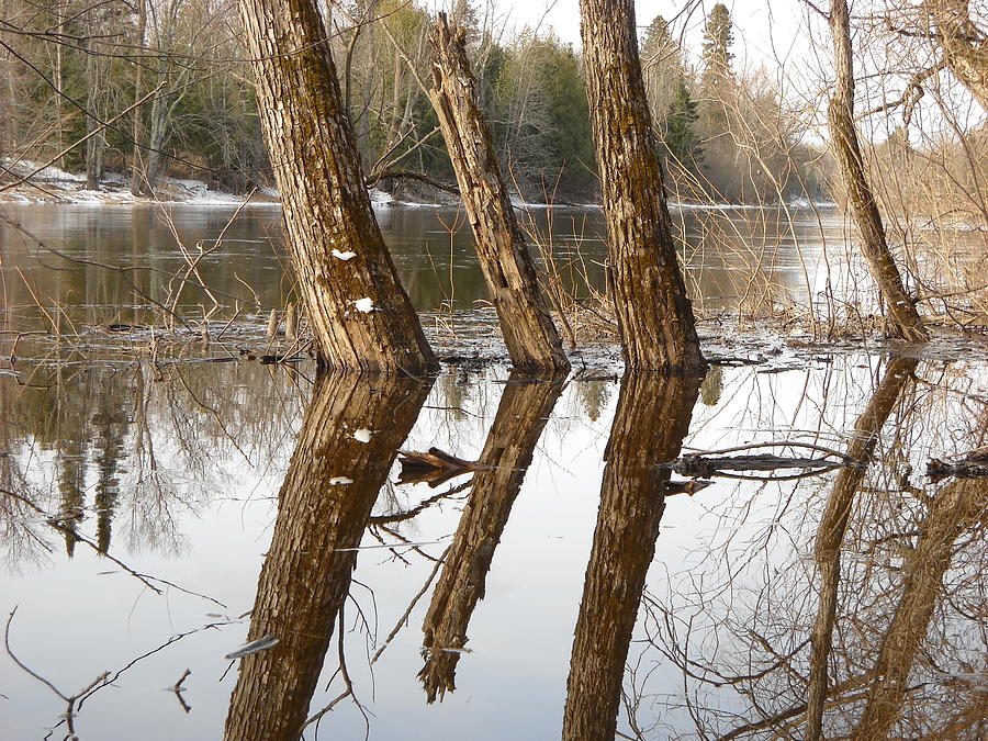 April Reflection of Surrounded Trees Photograph by Kent Lorentzen