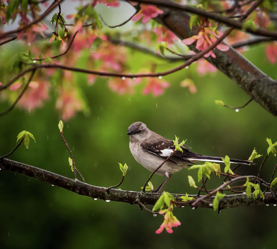 Mockingbird Photograph - April Showers Bring May Flowers Mocking Bird by Terry DeLuco