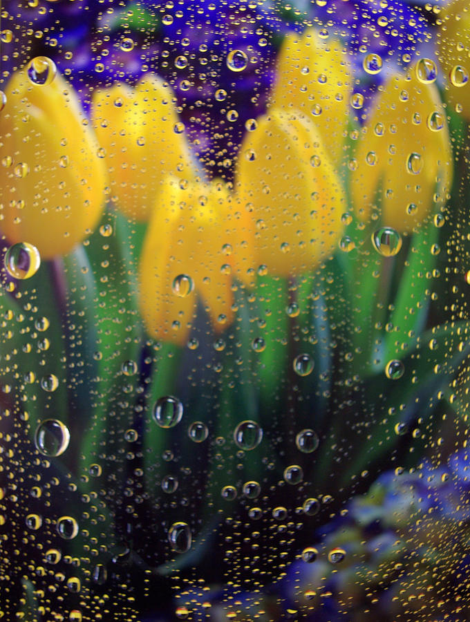 April Showers Photograph by Linda Mishler