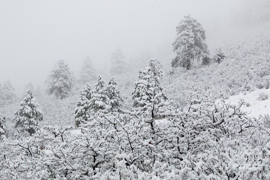 April Snowstorm in the Pike National Forest of Colorado Photograph by Steven Krull