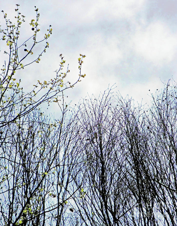 April Trees Photograph by Lizi Beard-Ward