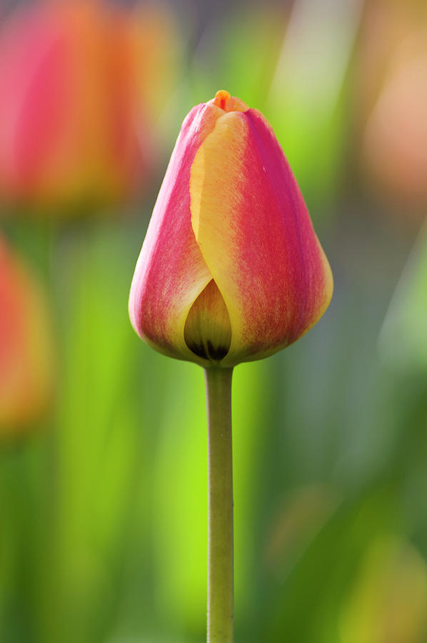 April Tulip Photograph by Alan Bland
