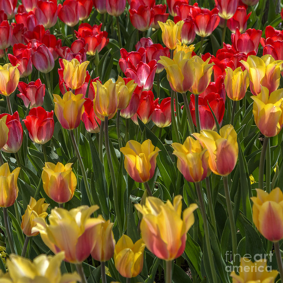 April Tulips Photograph by Spencer Baugh