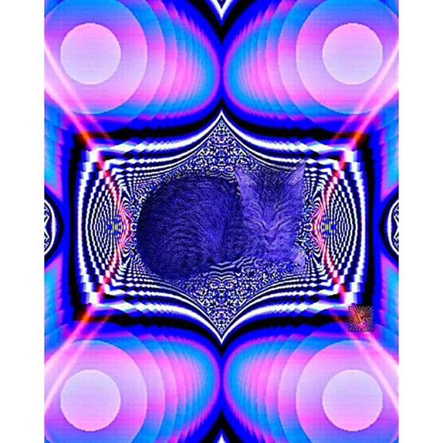 Cat Photograph - @april_somerdorf fractal Catnap by April Somerdorf