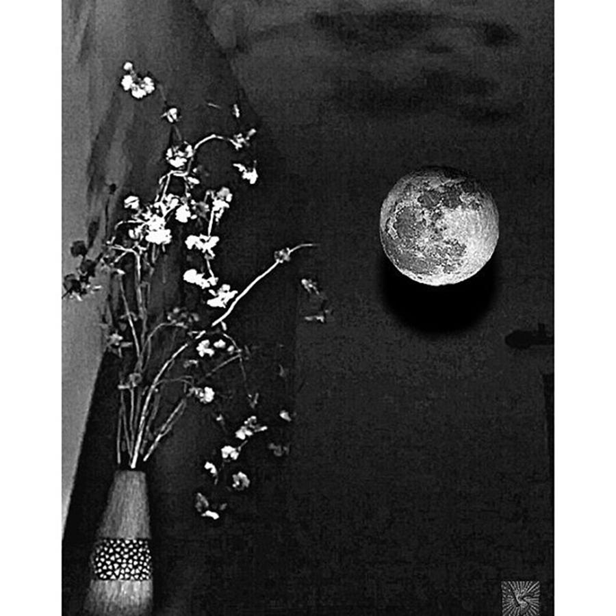 Abstract Photograph - @april_somerdorf lunar Arrangement by April Somerdorf