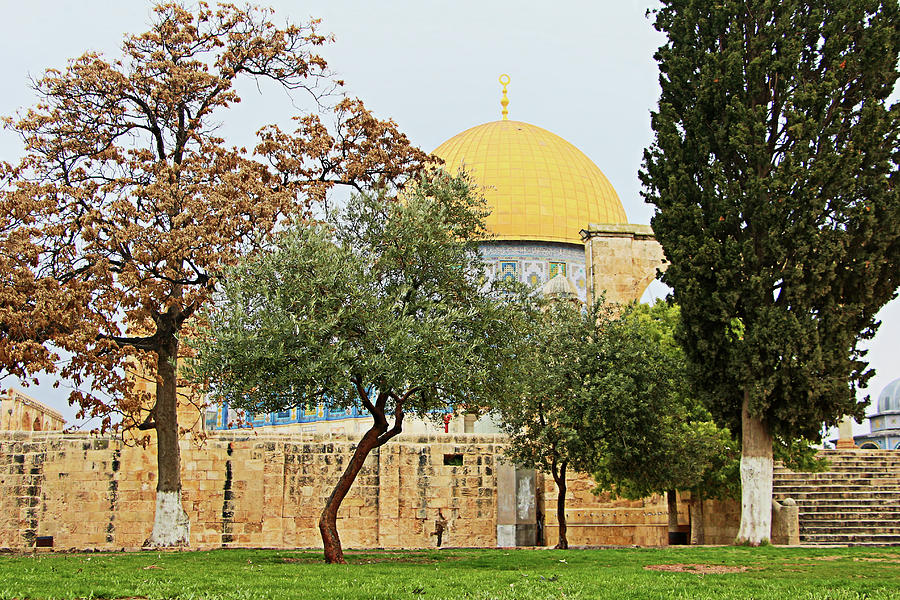 Aqsa Mixed Trees Photograph by Munir Alawi