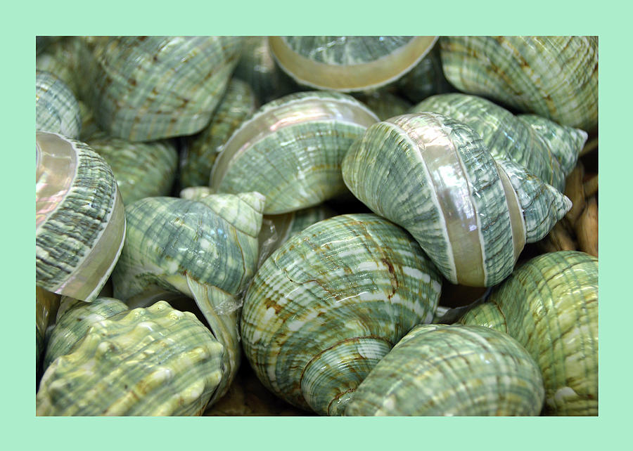 Aqua and Sea Green Shells Photograph by Carla Parris