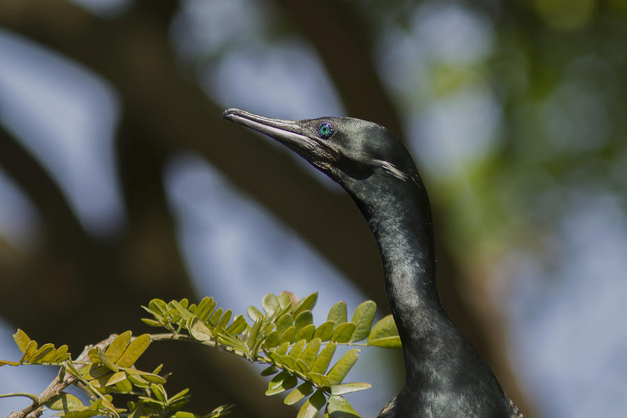 Aqua Blue Eyes - Little Cormorant Photograph by Ramabhadran Thirupattur
