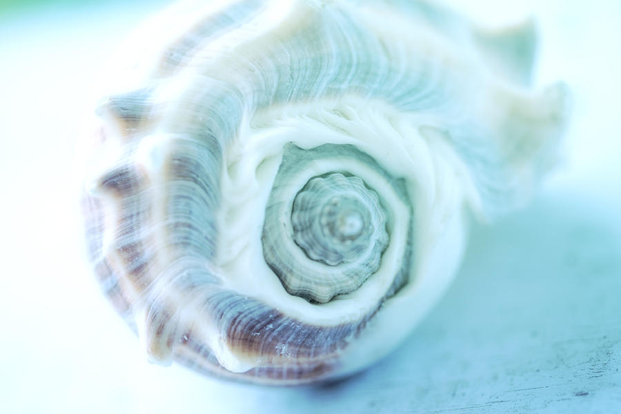 Aqua Blue Shell Photograph by Bonnie Bruno