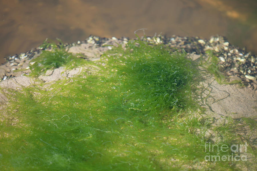 Aqua Grass Marine Scape Photograph