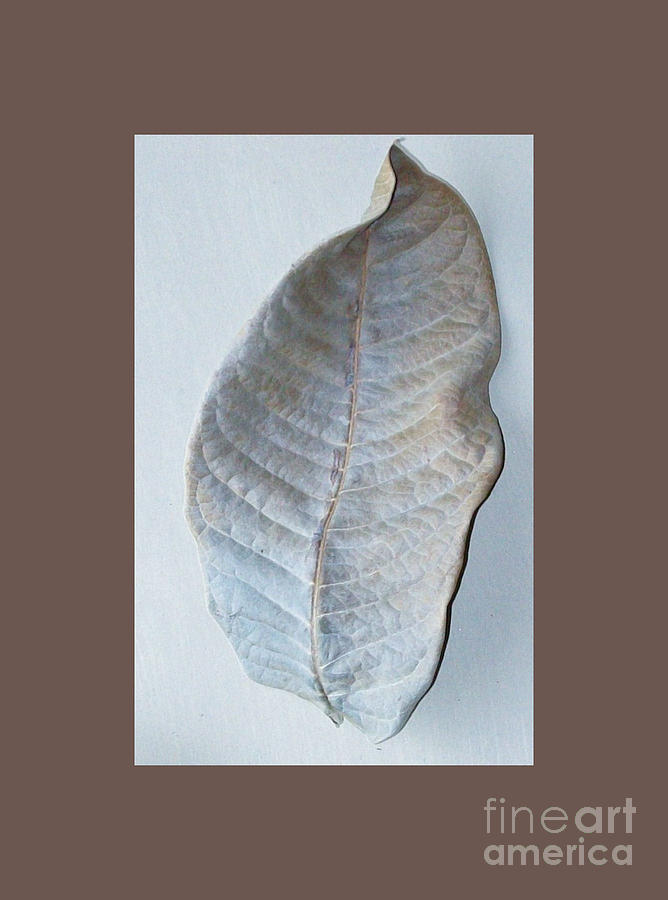 Aqua Leaf Dried Photograph by Marsha Heiken