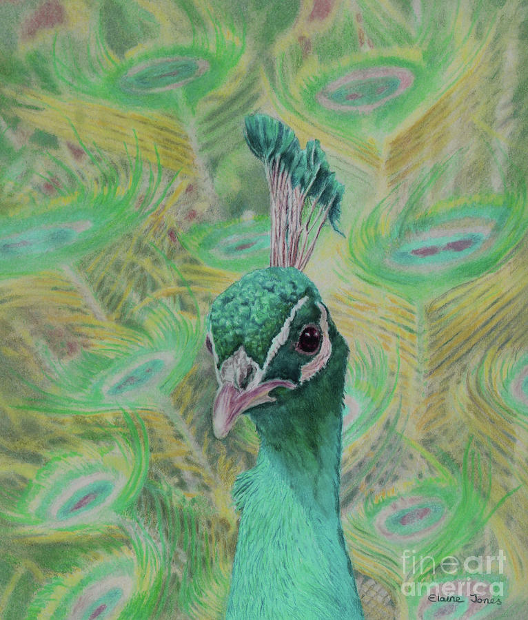Aqua Peacock Painting by Elaine Jones