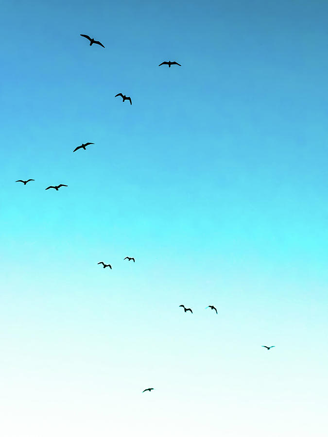 Aqua Sea Birds Photograph by Heather Joyce Morrill - Fine Art America