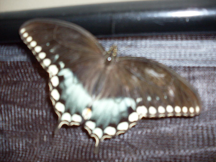 Butterfly Photograph - Aqua Wings by Warren Thompson