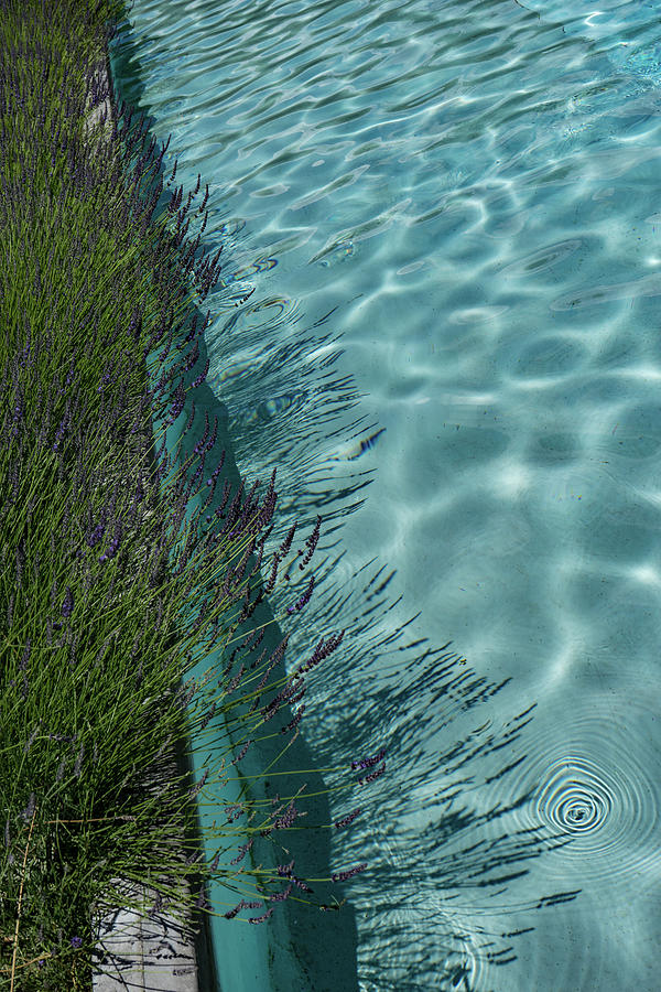 Aquamarine and Lavender at the Fragrant Edge of the Pool Photograph by Georgia Mizuleva